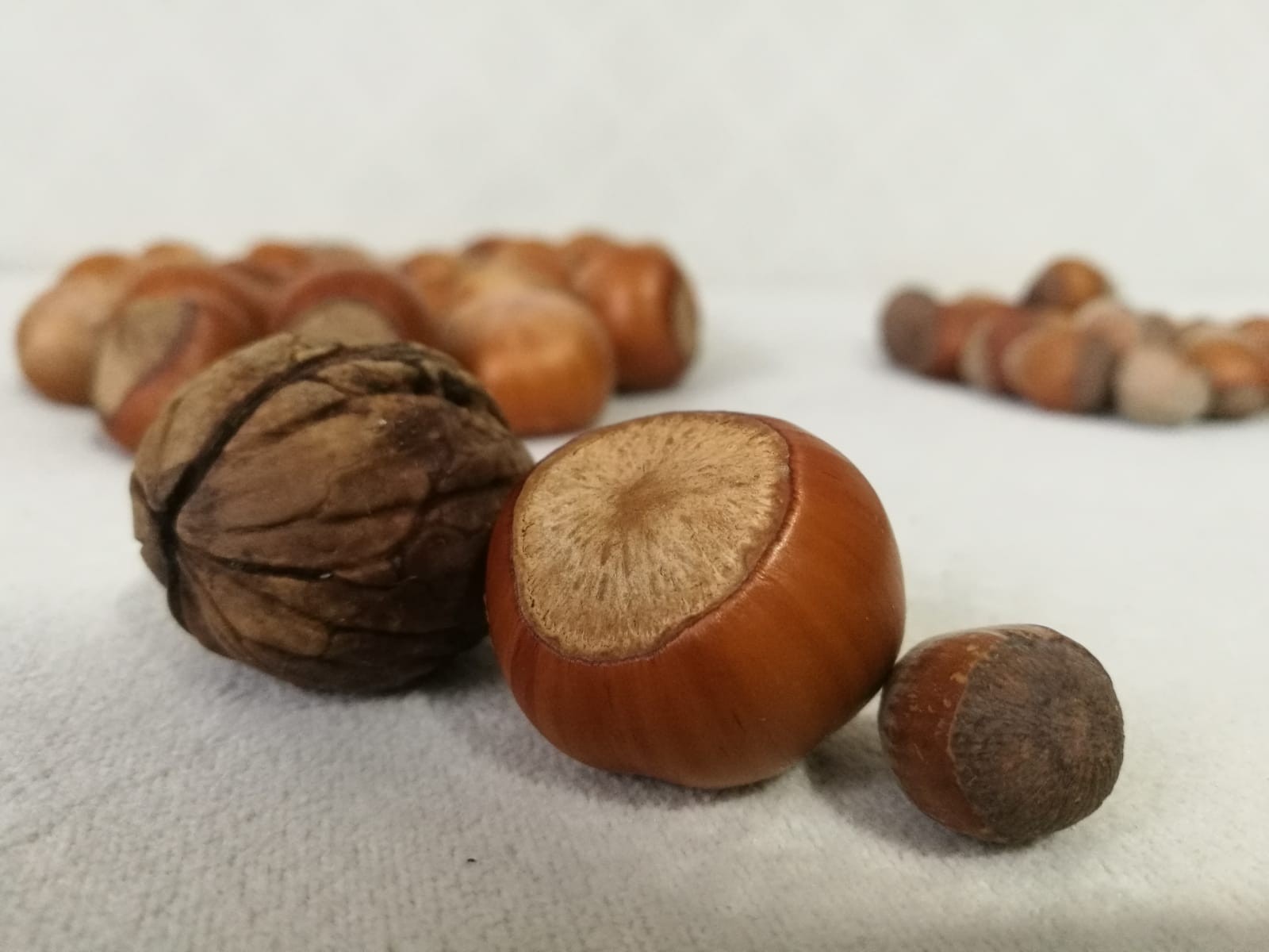 Ceviz büyüklüğündeki fındık, görenleri şaşırtıyor!