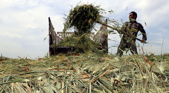 Zahmeti çok kazancı bol lezzet: Firik