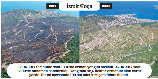 Yanan ormanlar küllerinden doğuyor Yanan ormanlar küllerinden doğuyor