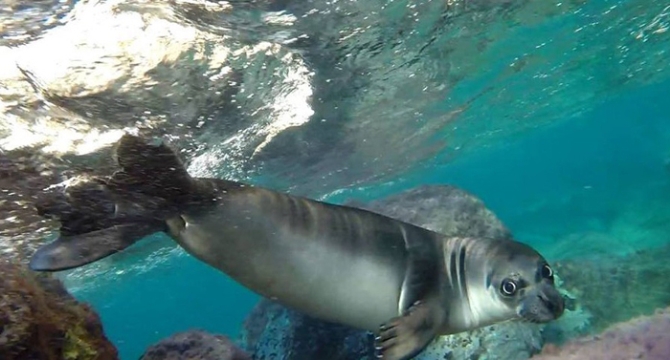 İlk kez bu kadar net görüldü!