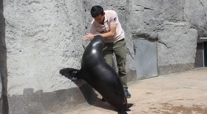 Fok ile bakıcısının dostluğu