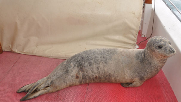 Teknedeki sürpriz misafir Teknedeki sürpriz misafir