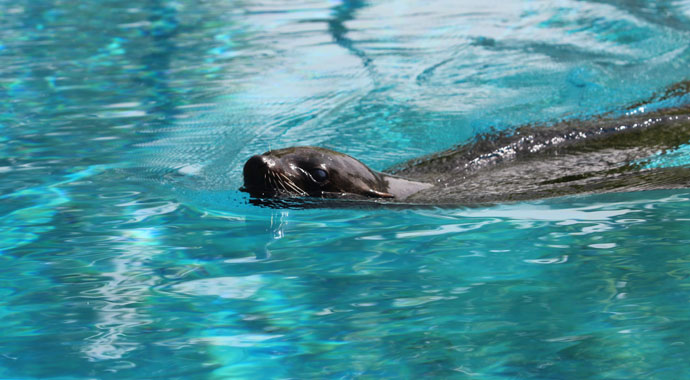 Fok ile bakıcısının dostluğu