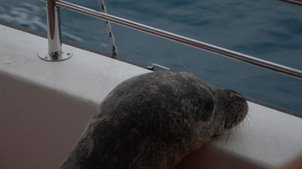 Teknedeki sürpriz misafir Teknedeki sürpriz misafir