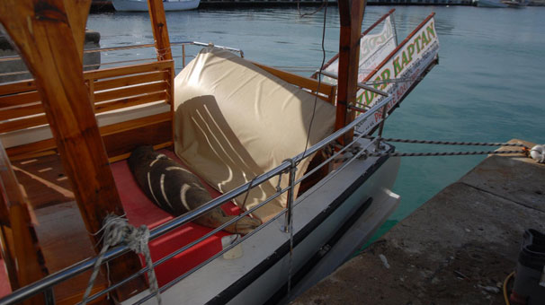 Teknedeki sürpriz misafir Teknedeki sürpriz misafir