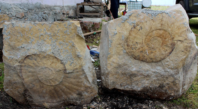 65 milyon yıllık dev fosil duvardan söküldü