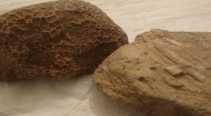 Denizi olmayan Bilecik'te deniz canlıları fosilleri bulundu