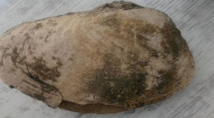 Denizi olmayan Bilecik'te deniz canlıları fosilleri bulundu
