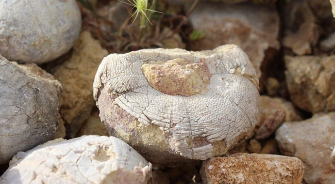 Adıyamanlı çoban 85 milyon yıllık fosil buldu