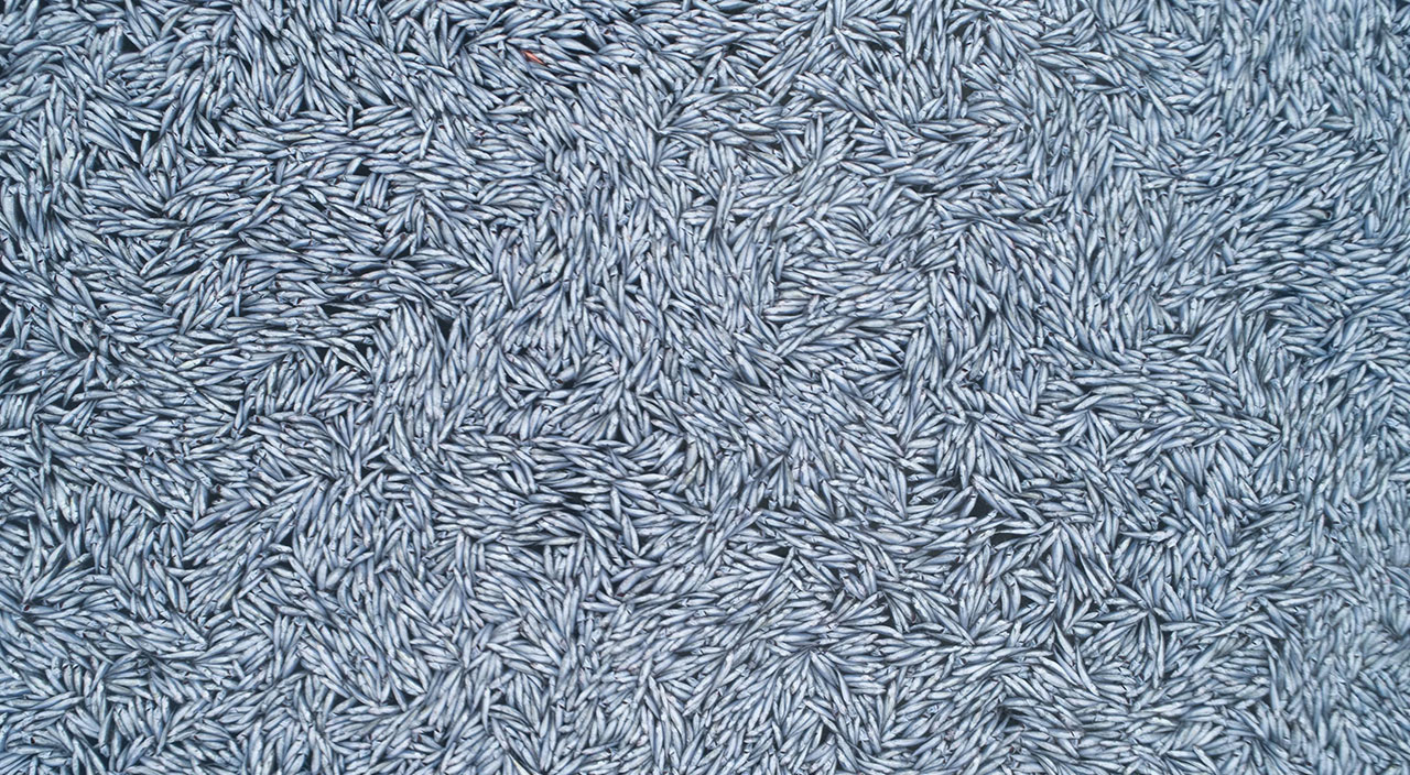 Fransa'da korkutan görüntü: 100 binden fazla ölü balık yüzeyi kapladı