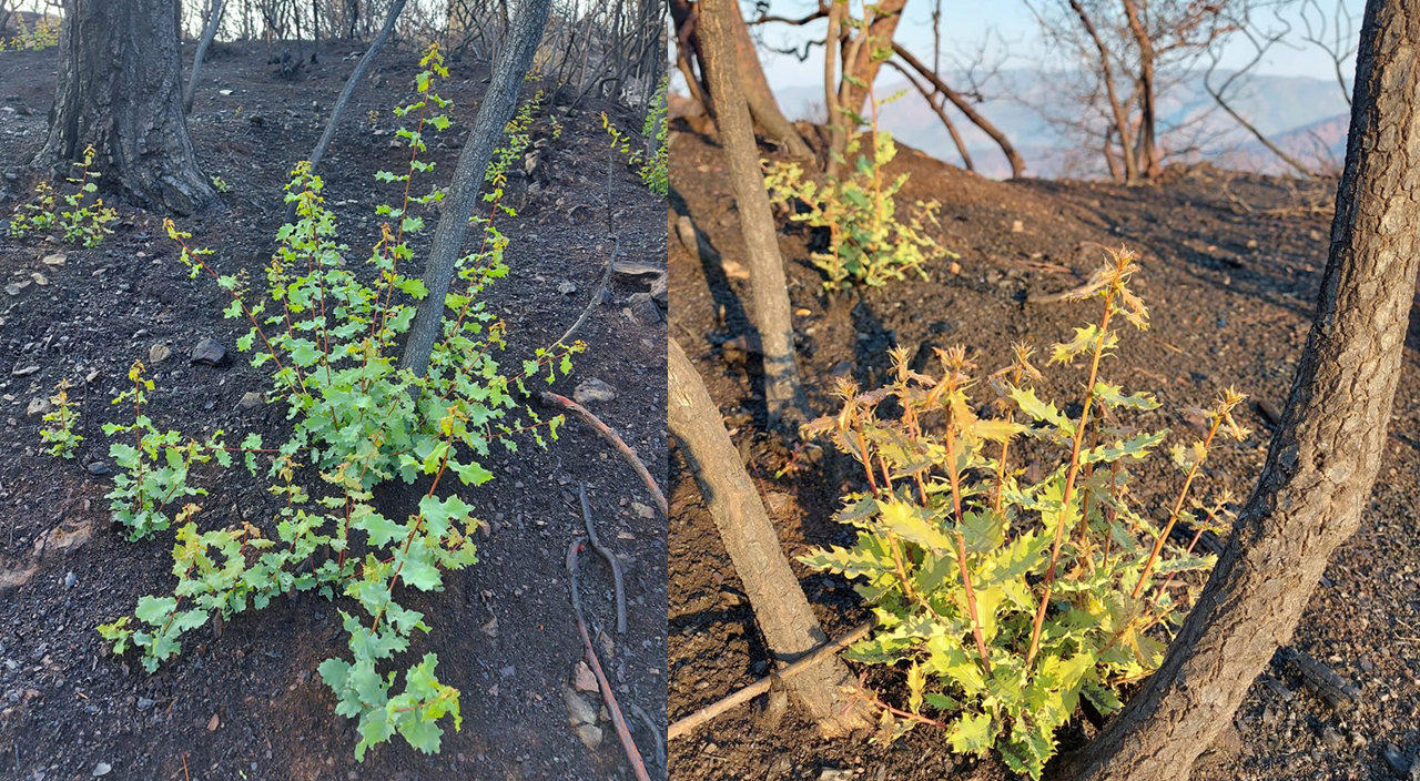 Marmaris'te yanan ormanlar yeniden yeşeriyor