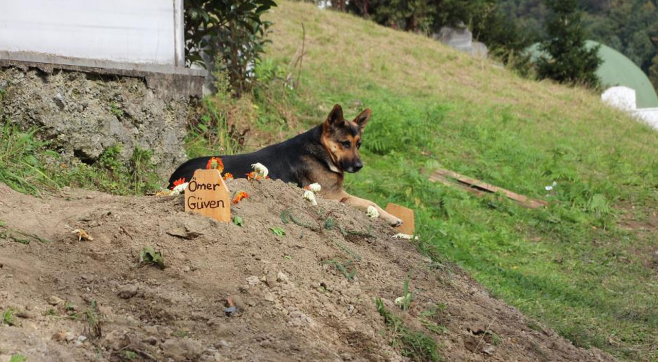 Vefalı köpek ölen sahibinin mezarı başından ayrılmıyor Vefalı köpek ölen sahibinin mezarı başından ayrılmıyor