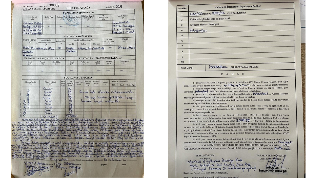 Beşiktaş’taki tarihi çınarları kesen İBB’ye para cezası