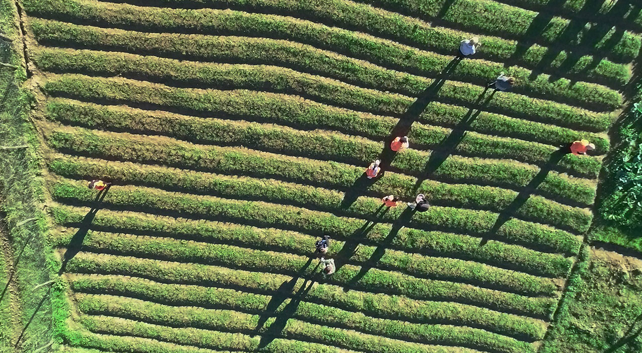 Fındığa alternatif olarak safran yetiştirdi! 5 katı fazla kazanıyorlar