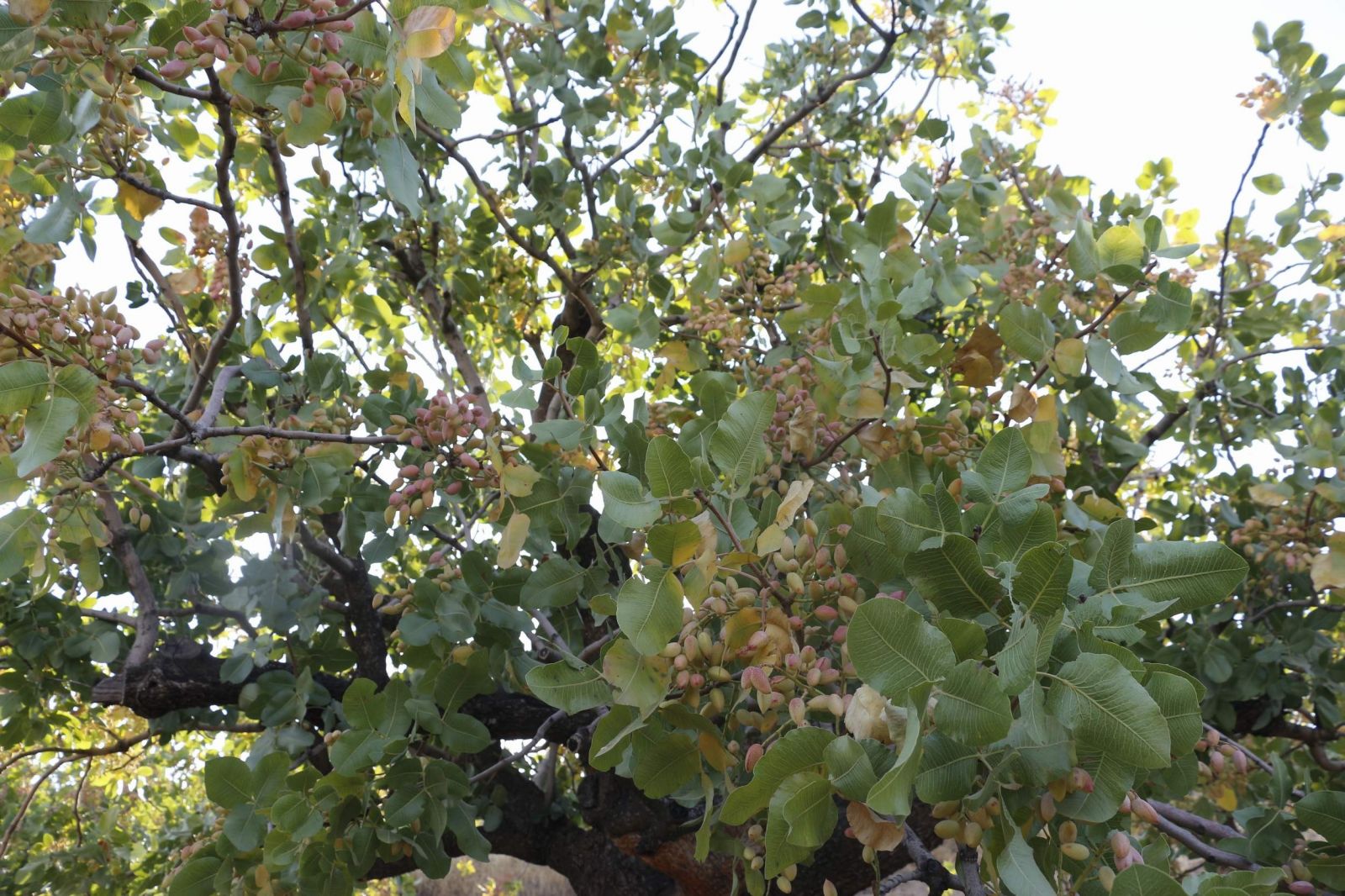 Ülke ekonomisine 10 milyar lira katkı sağlıyor, üreticiler hasada hazırlanıyor