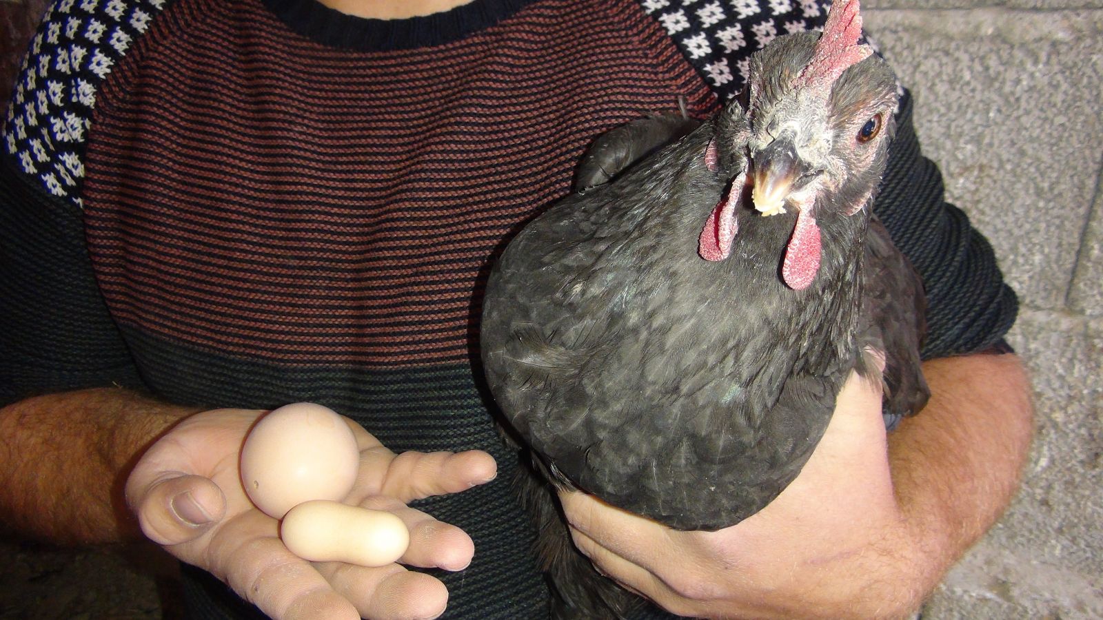 Yer fıstığı değil yumurta