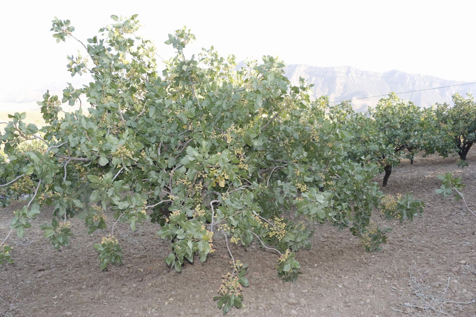 Ülke ekonomisine 10 milyar lira katkı sağlıyor, üreticiler hasada hazırlanıyor