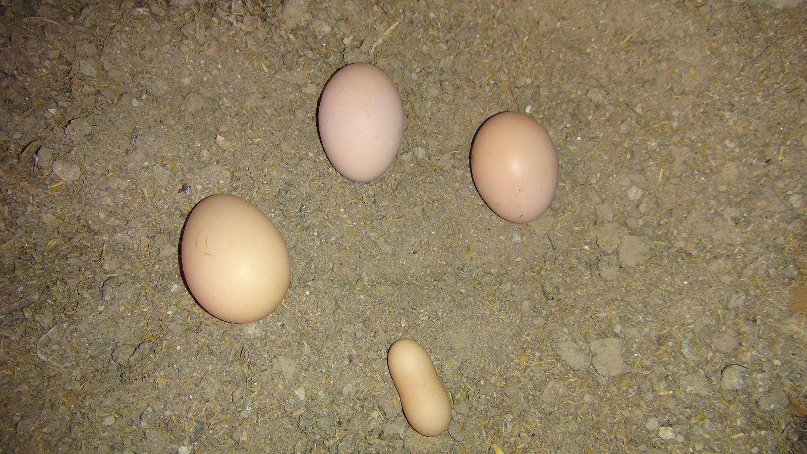 Yer fıstığı değil yumurta