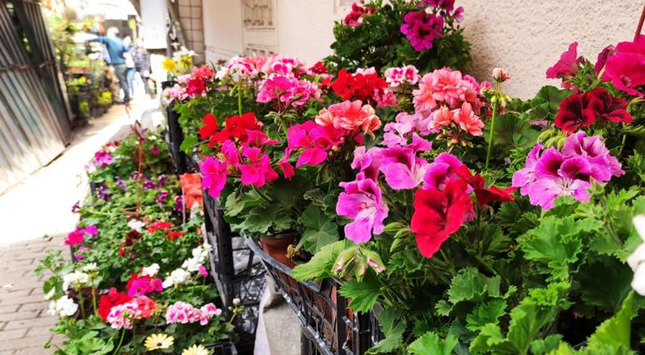 Pazardaki pahalılıktan isyan eden vatandaş çareyi tohumcularda buldu