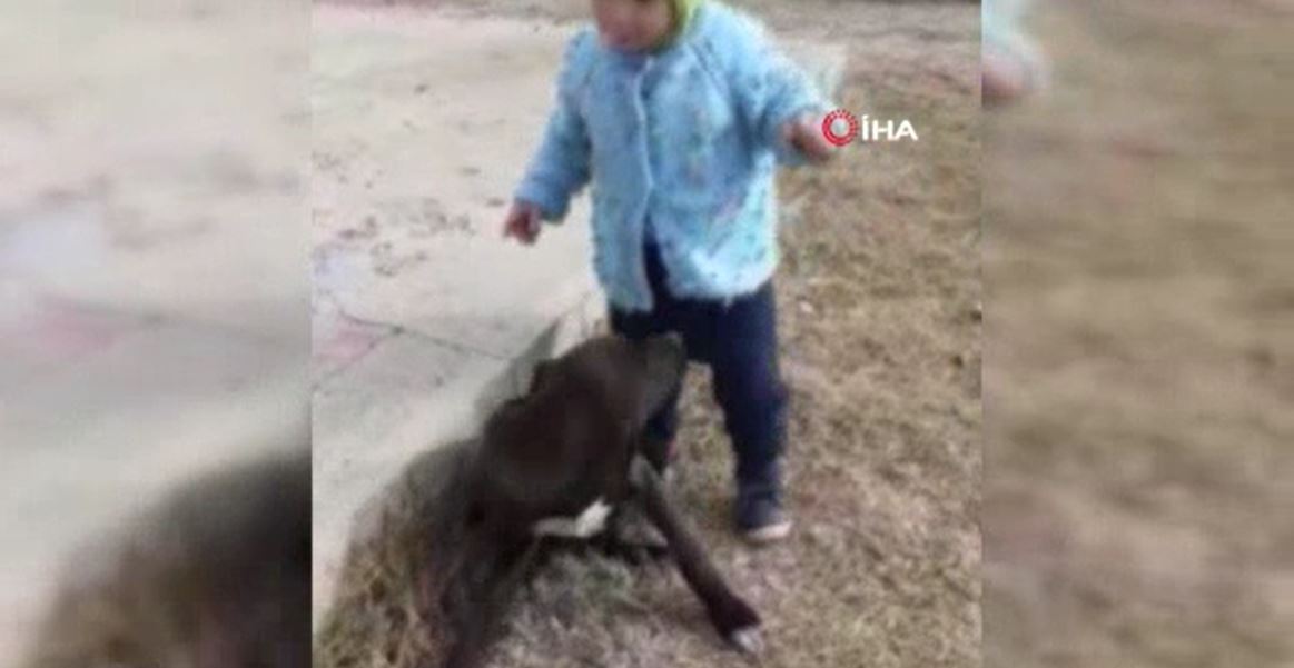 Minik hayvanseverin, sevimli köpeklerle eğlenceli anları