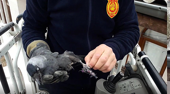 Çatıda ayağına ip dolanan kargayı itfaiye kurtardı