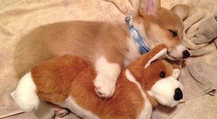 Oyuncaklarından asla vazgeçemeyen evcil hayvanlar