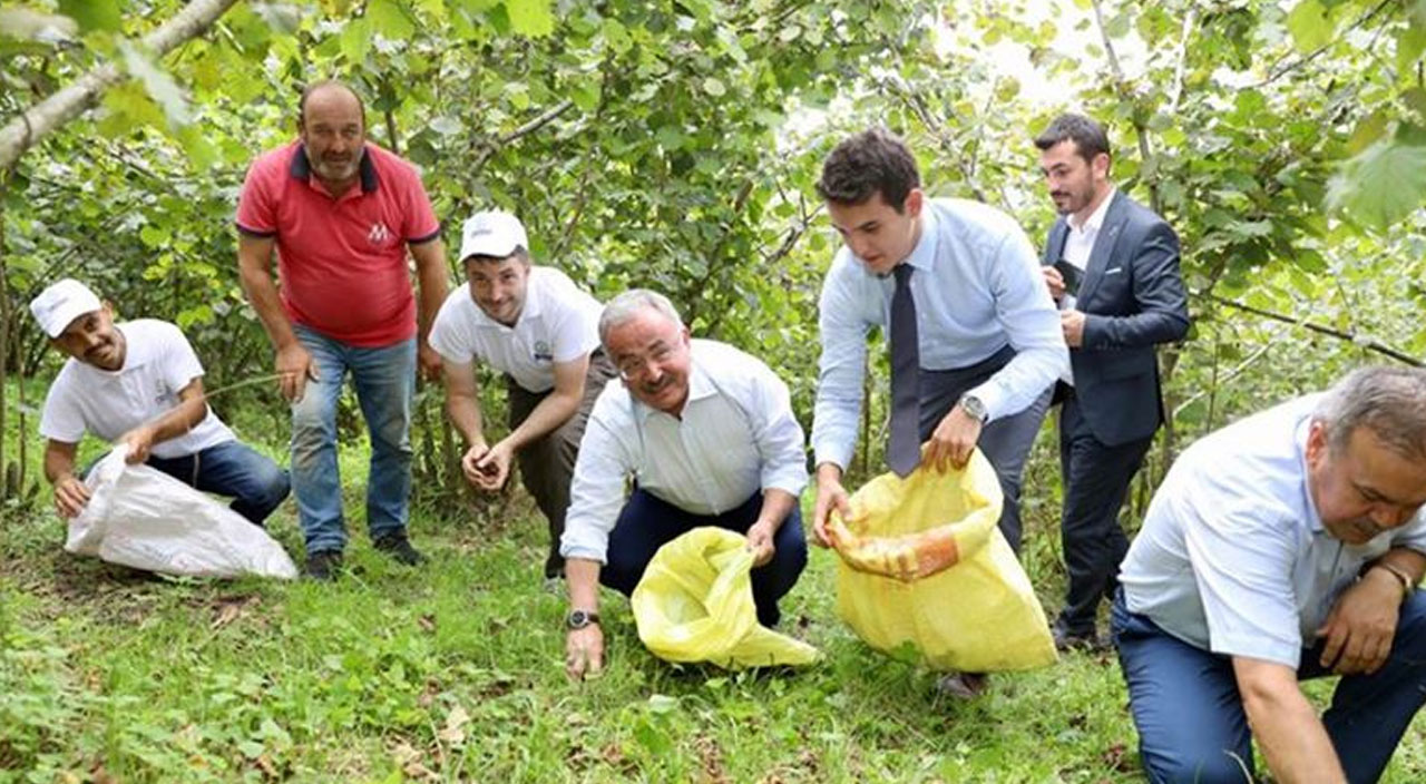 Fındık işçilerinin yevmiyesi belli oldu Fındık işçilerinin yevmiyesi belli oldu