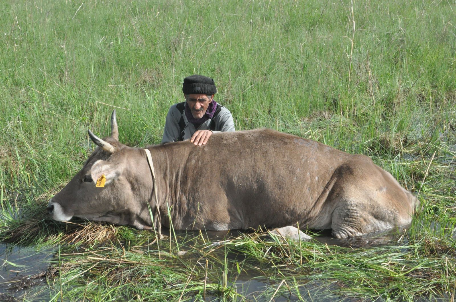 Bataklığa saplanan ineğin başından iki gecedir ayrılamıyor