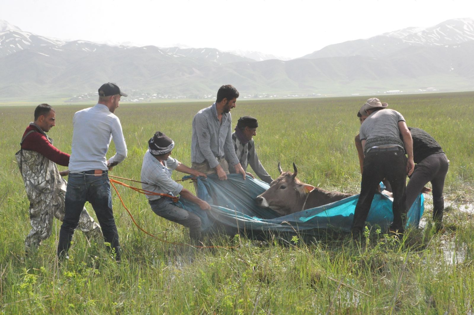 Bataklığa saplanan ineğin başından iki gecedir ayrılamıyor