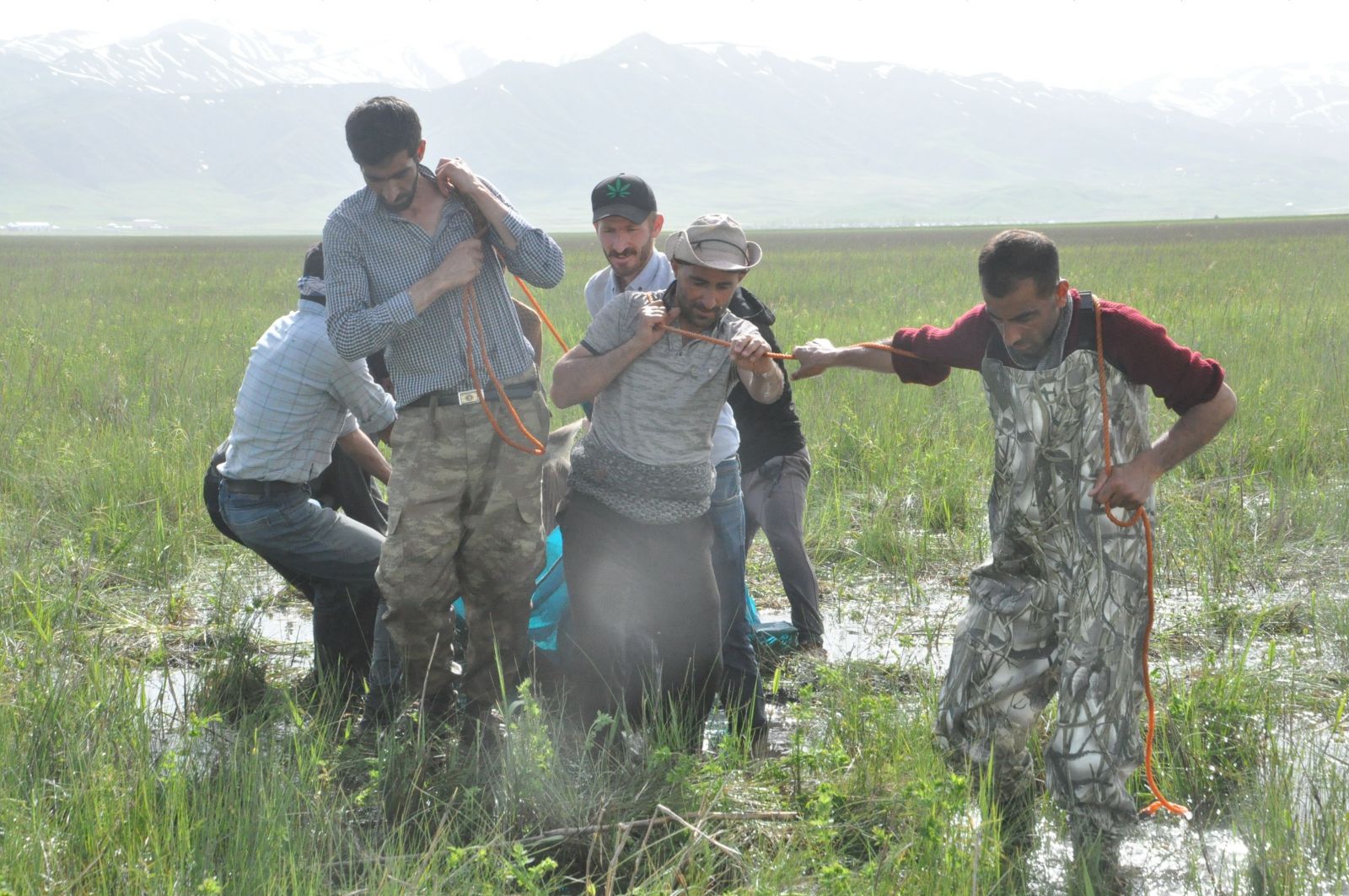Bataklığa saplanan ineğin başından iki gecedir ayrılamıyor