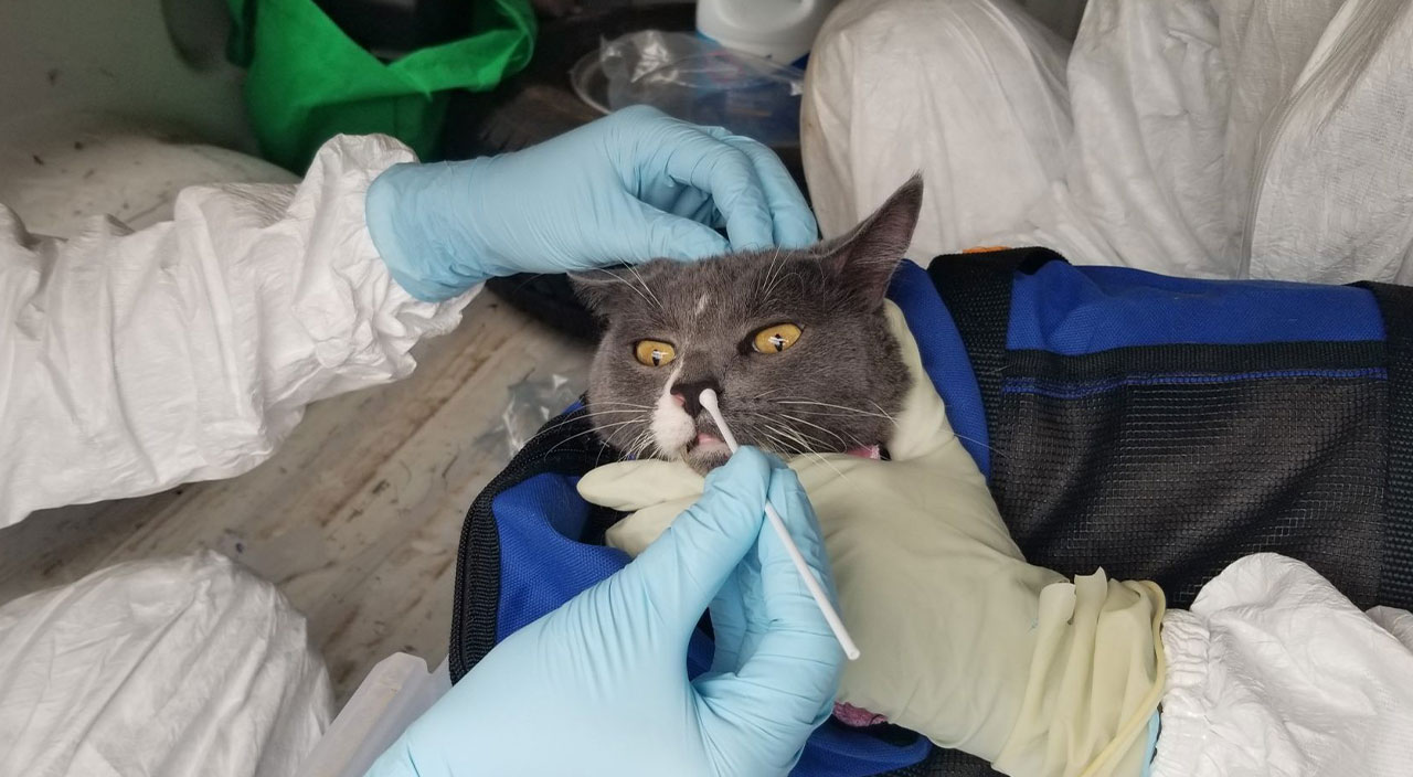 Covid-19 ilk kez kediden insana bulaştı