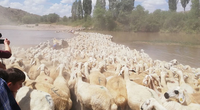 Yüzyıllardır yaşatılan gelenek, yüzlercesi dereden geçirildi