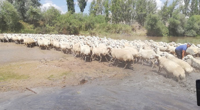 Yüzyıllardır yaşatılan gelenek, yüzlercesi dereden geçirildi