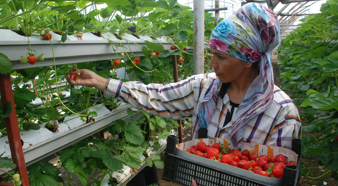 Üniversiteli genç çiftçiligi tercih etti