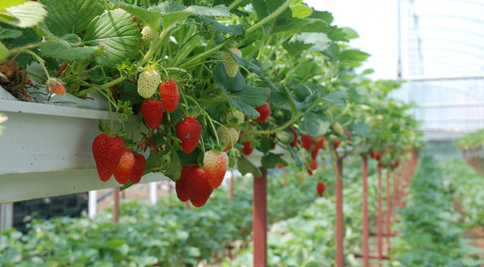 Üniversiteli genç çiftçiligi tercih etti