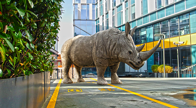 Gergedanlar şehre geri dönüyor