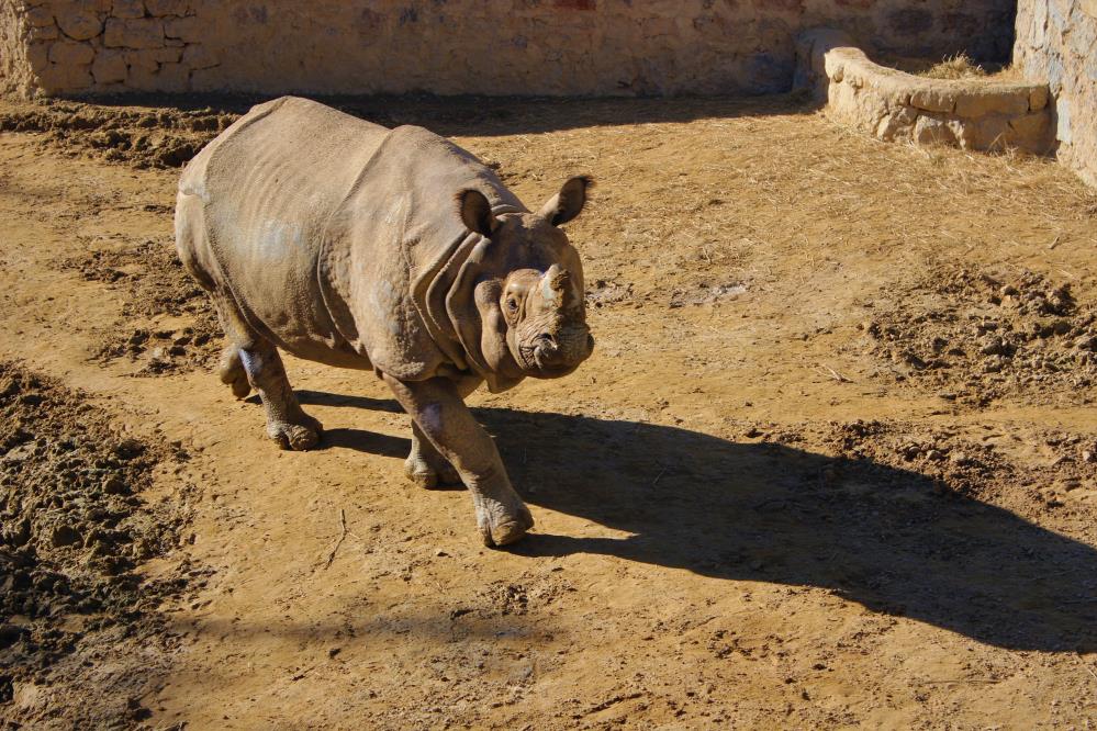 2.5 tonluk gergedan görünüşüyle tankı andırıyor