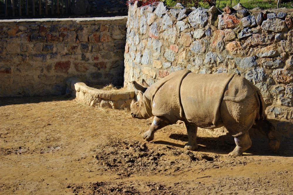 2.5 tonluk gergedan görünüşüyle tankı andırıyor