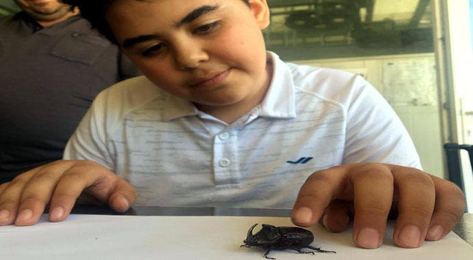 Erzurum’da gergedan böceği bulundu