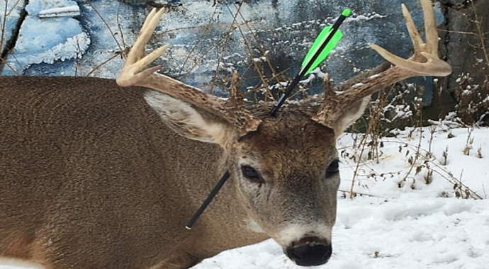 Geyik kafasına saplanmış okla yaşıyor
