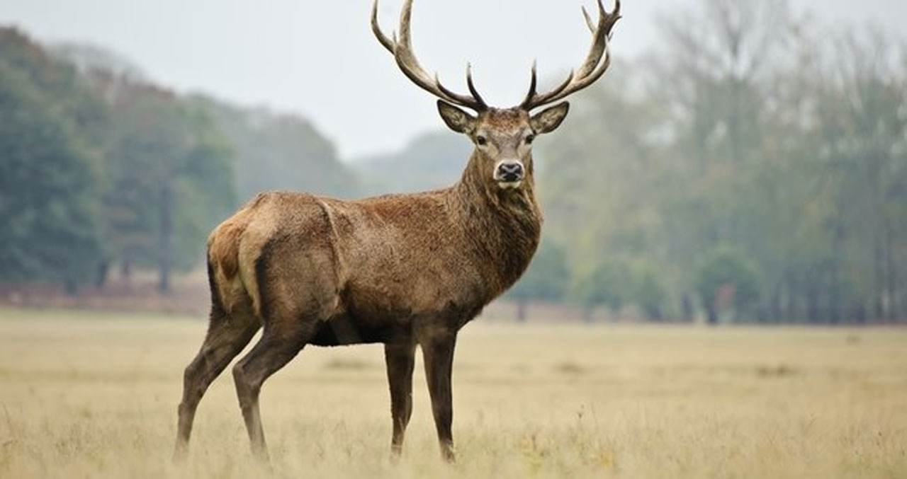 Covid’in yeni varyantı çıktı: Tam 46 mutasyonu var