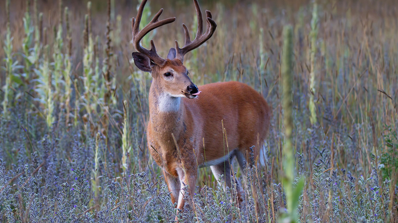 ABD kırmızı alarm verdi: COVID-19 salgını yaban geyiklerine de sıçradı