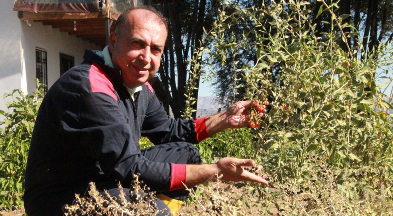 Çorak araziyi meyve bahçesine çevirdi: Bedavaya dağıtıyor