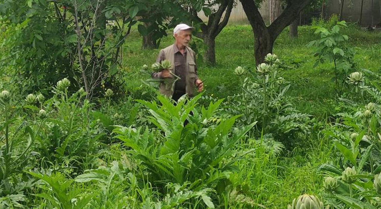 Denemek için boş tarlaya ekti, gördüğü manzara karşısında şoke oldu