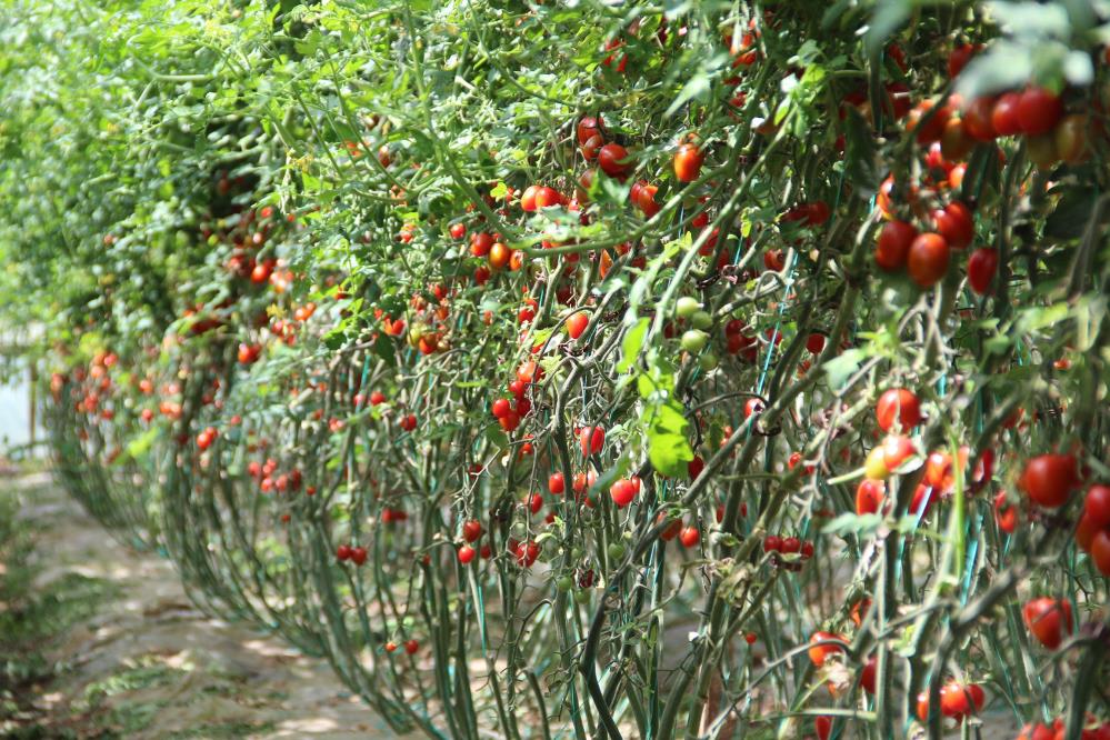 Vatandaşa müjde! Antalya'da ısınan hava üretimi arttırdı, fiyatlar düşmeye başladı