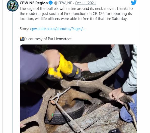 Boynunda iki yıl boyunca lastikle gezen geyik sonunda özgür!