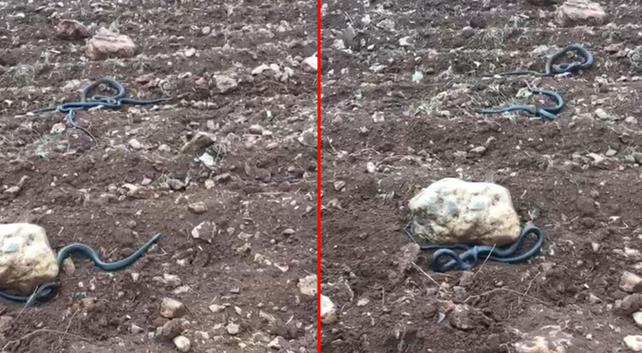 Kahramanmaraş’ta korkutan manzara! Kayaların altından yılanlar fışkırdı Kahramanmaraş’ta korkutan manzara! Kayaların altından yılanlar fışkırdı