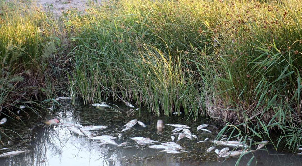 Kızılırmak'ta tedirgin eden görüntü: Yüzlerce ölü balık kıyıya vurdu