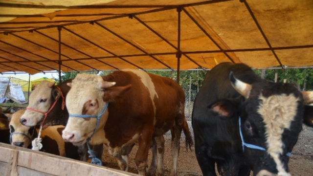 Giresun'daki kurban pazarında kurbanlıklar hediyeli