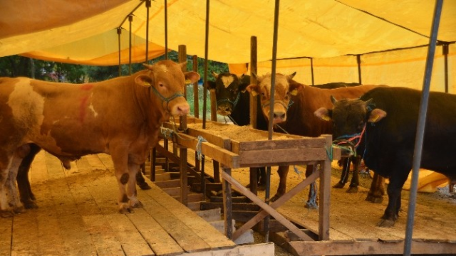 Giresun'daki kurban pazarında kurbanlıklar hediyeli